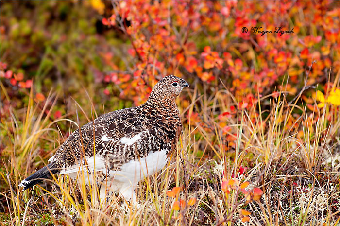 Willow Ptarmigan 119 by Dr. Wayne Lynch &copy;